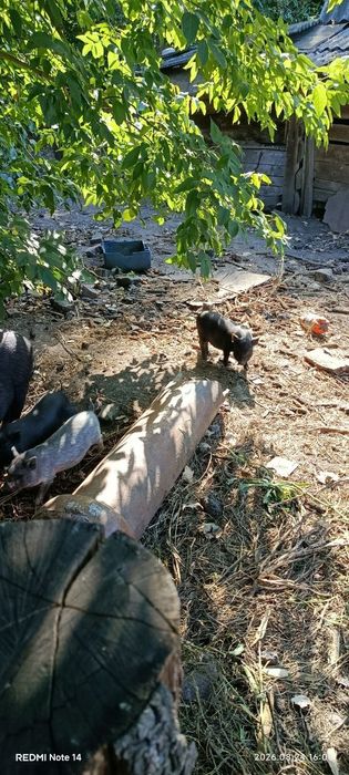 В'єтнамські поросята