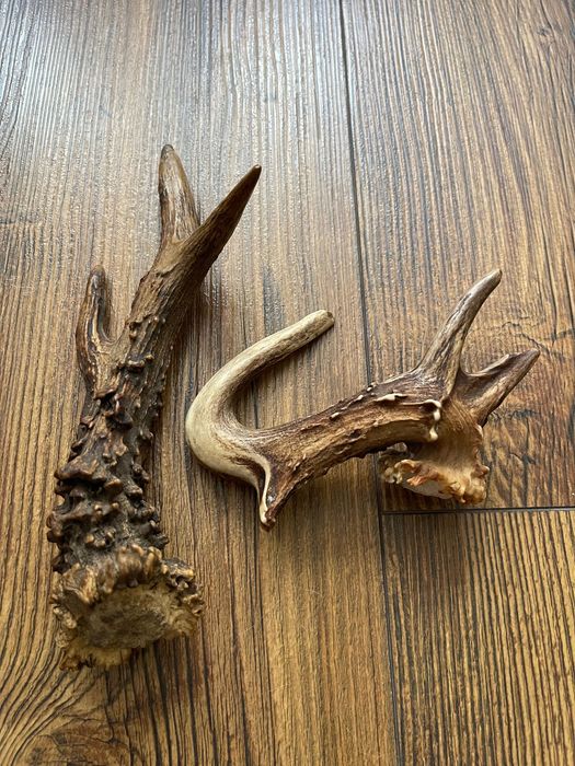 Poroże, Zrzuty, Prostki, Rogi Kozłów