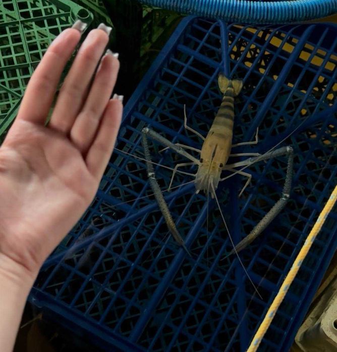 Żywe krewetki giganty Macrobrachium rosenbergii – słodkowodne, narybek