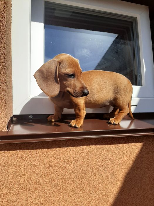 Руді гладкошерстні такси.