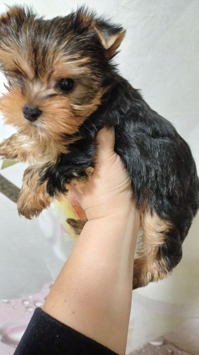 Девочка йорк, ждёт вас!