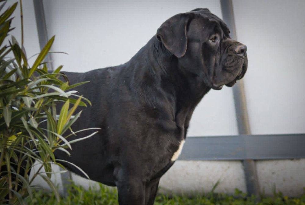 Um jovem  Cane Corso quere ser pai