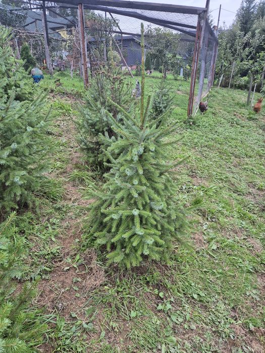 Świerk pospolity I serbski