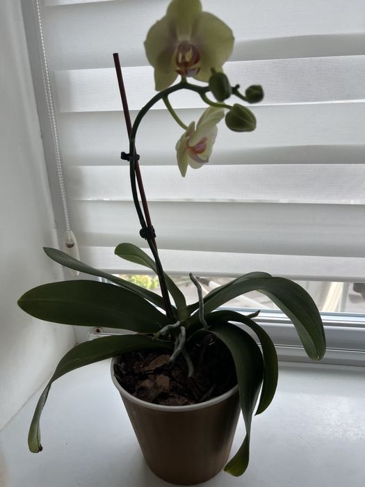 Орхідея лимонного кольору