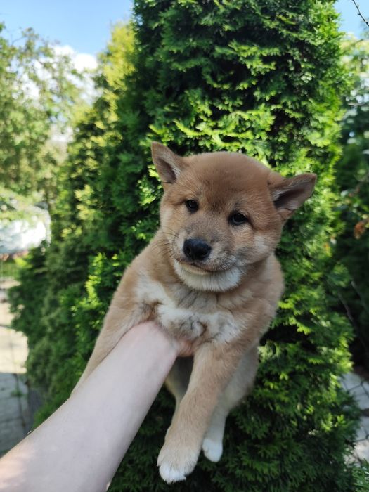 Shiba inu piesek