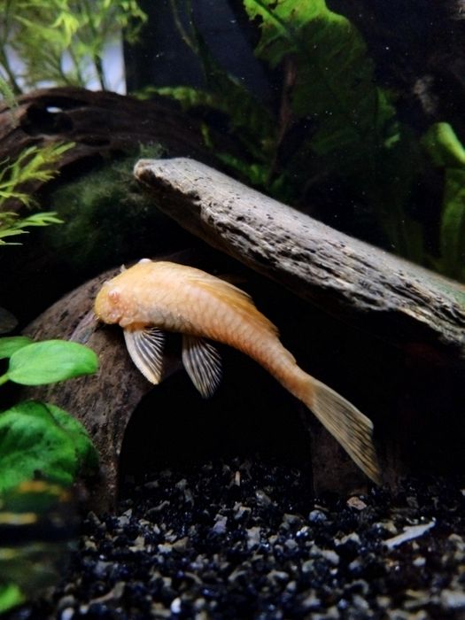 Ancistrus sp. Criação própria