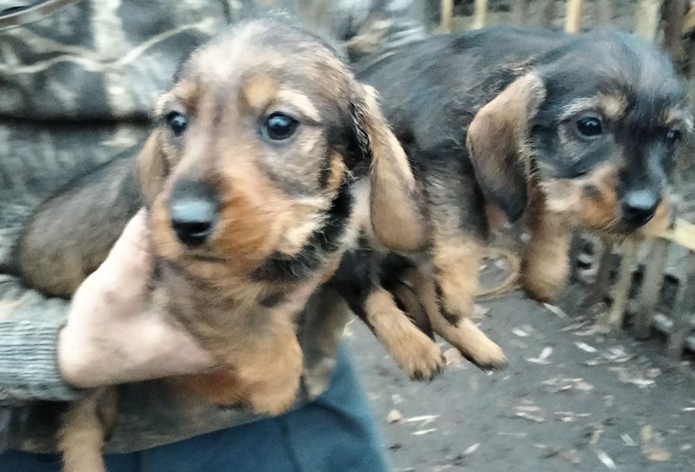 Такса жорсткошерстна