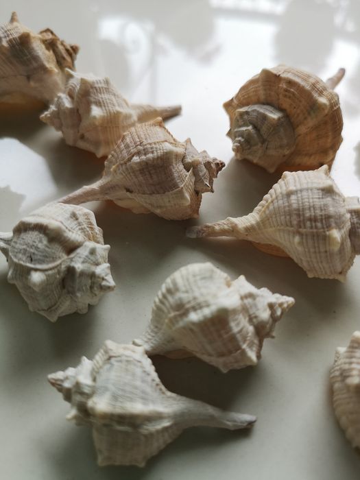 zestaw muszli morskich