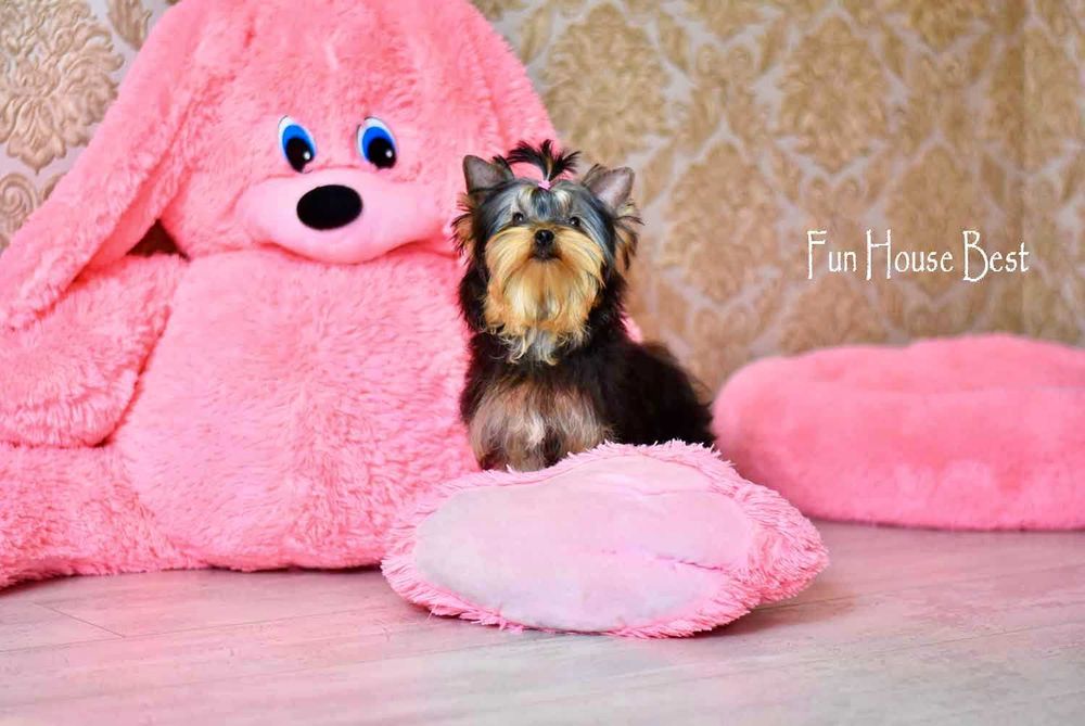 Мини эксклюзивчик - шикарная девочка йорк с очень густой шерстью!