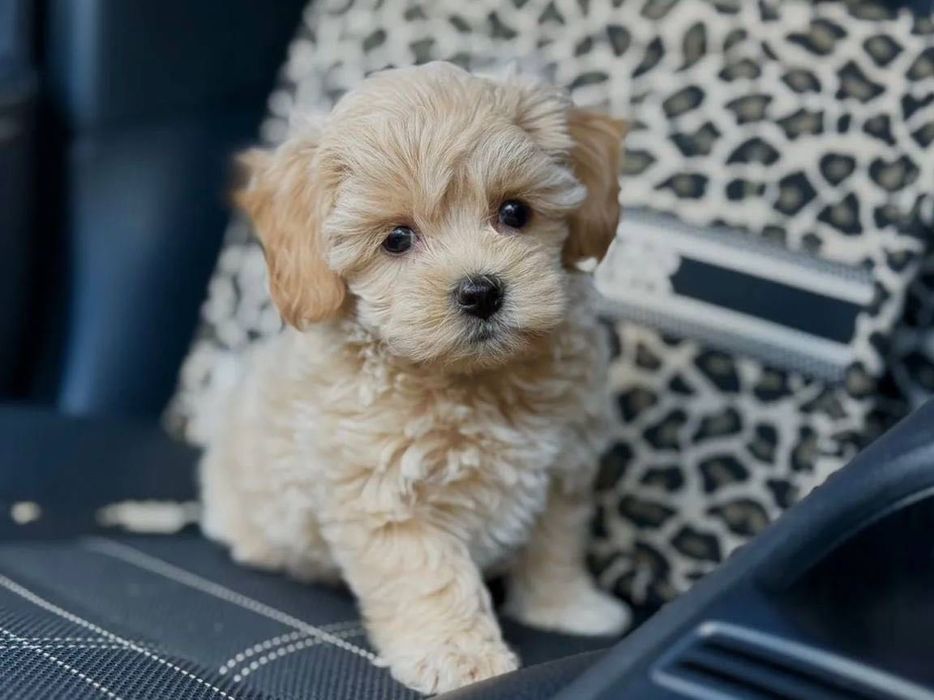 Собачка мальтипу ф1 дівчина