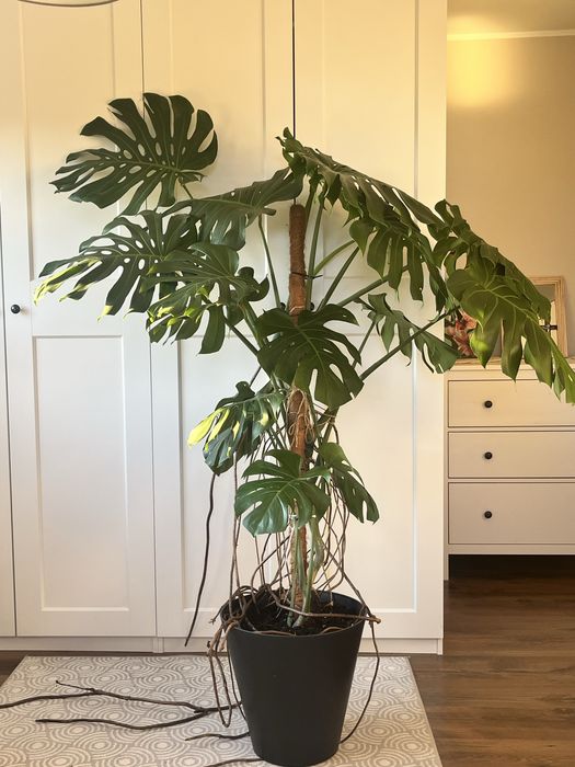 Monstera DUŻA 2metry