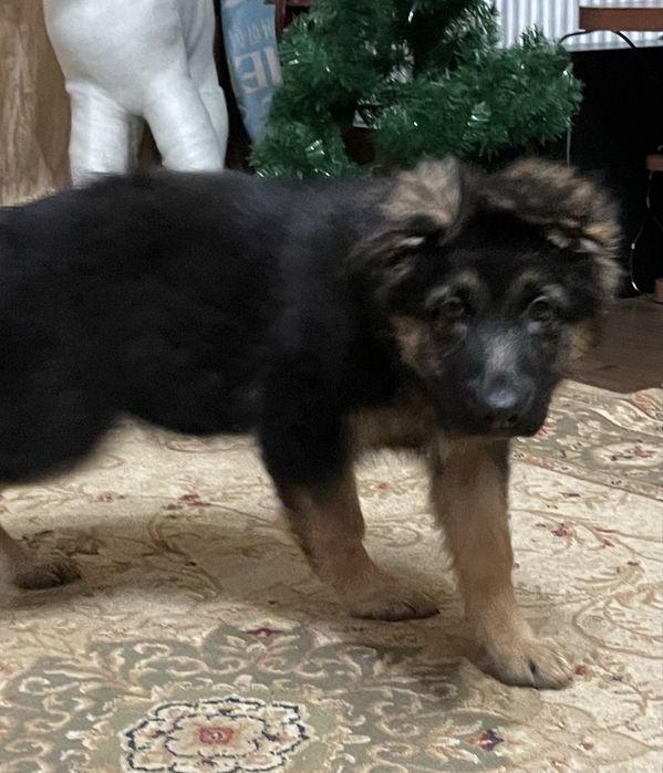 Щенки немецкой овчарки