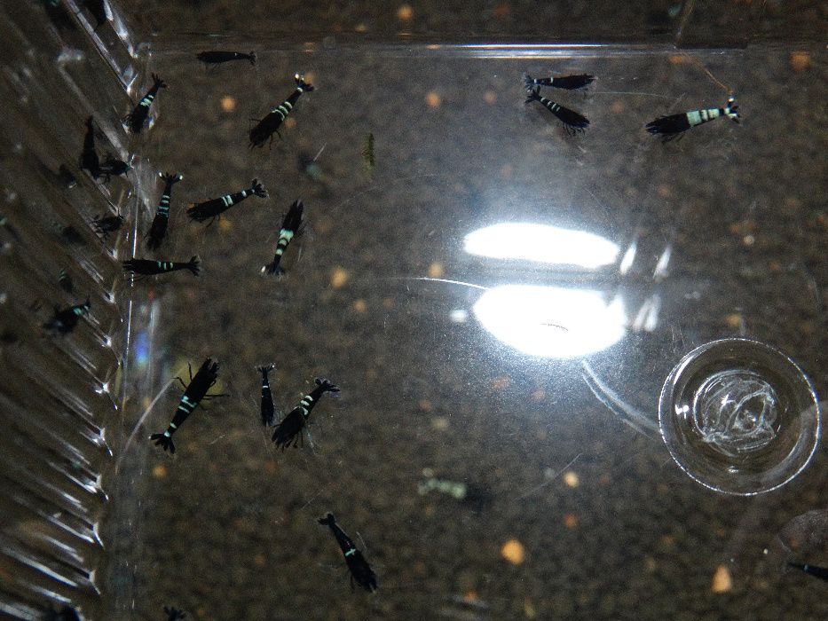 Krewetki Caridina Pinto Black ZAMIANA GRATIS PROMOCJA