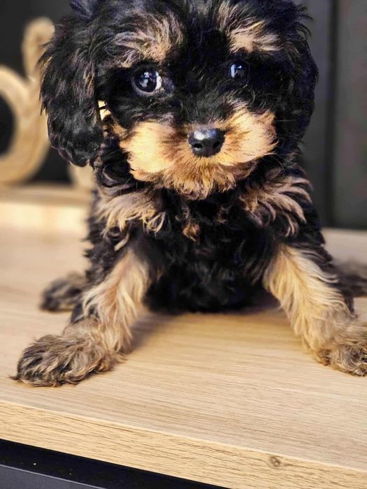 Cavapoo Samiec do rezerwacji