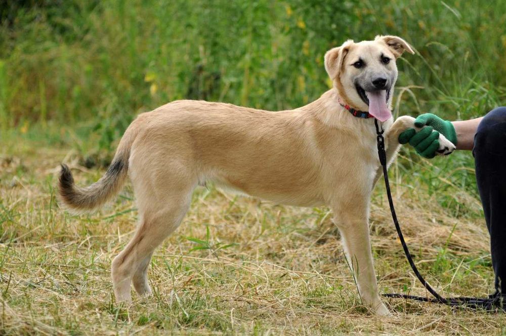 Справжній друг на все життя Амал, щенок 8 мес, чекає, щеня