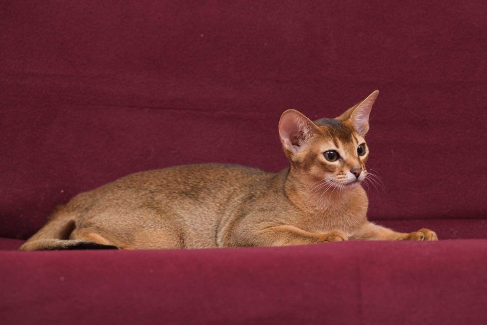 Абиссинский котенок - счастье в дом