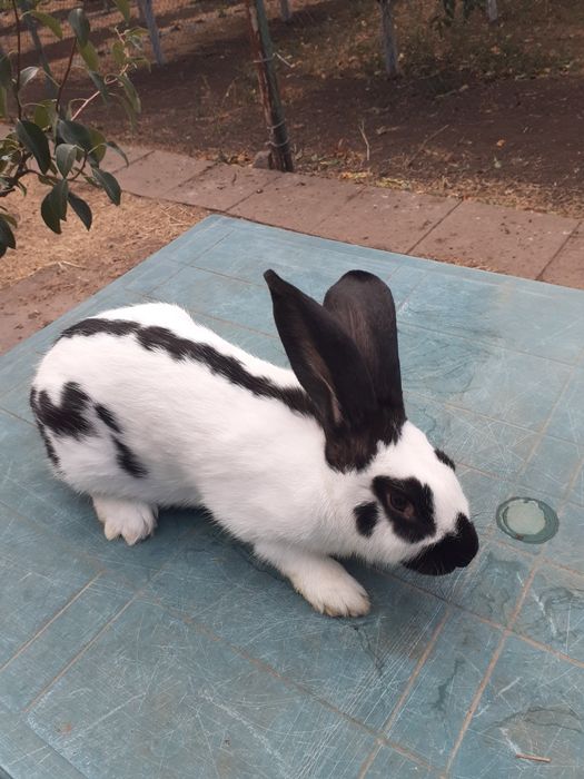 НСВ-строкачи. Александровка.200грн.