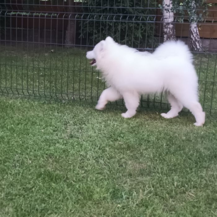 SAMOYED   suczka