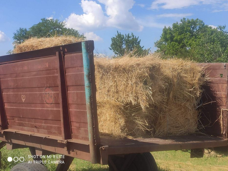 Сіно в тюках і розсипне