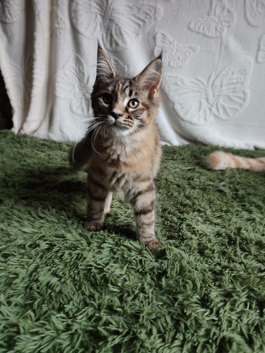 Котёнок Мейн кун девочка