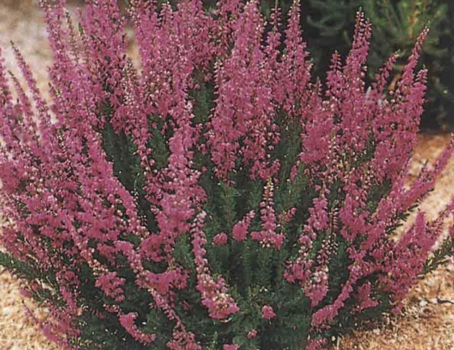 Верес садовий багаторічний