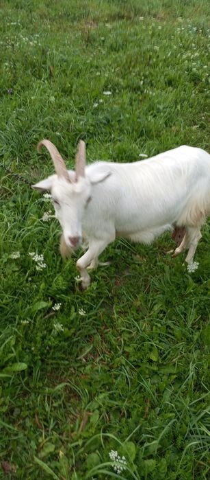 Продам козу. Дійна коза 2,5 роки.  .