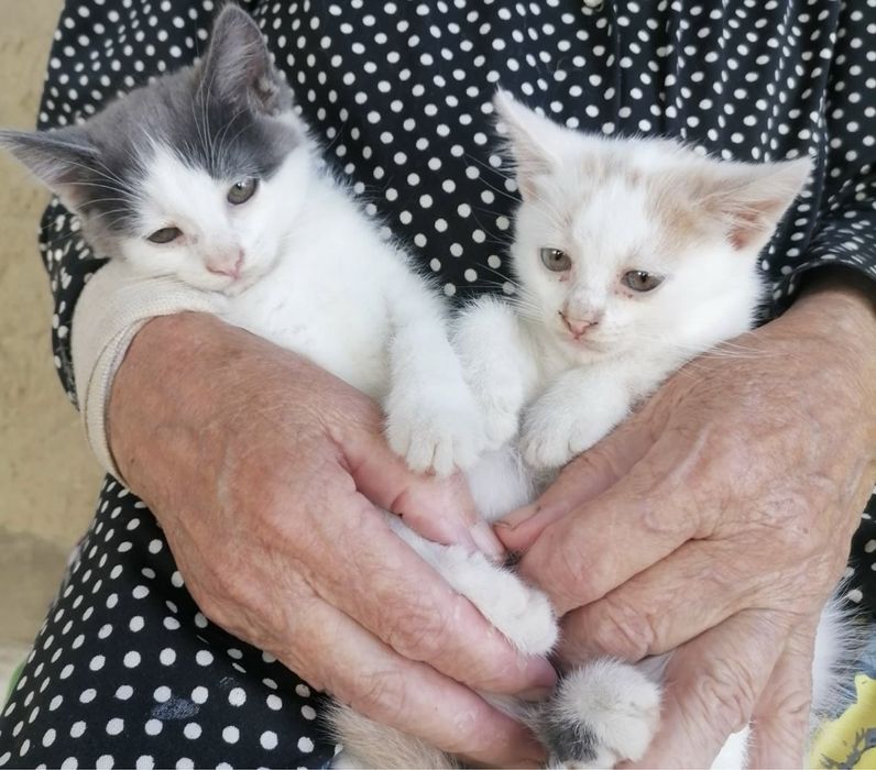 Віддам кошенят, котики в добрі руки