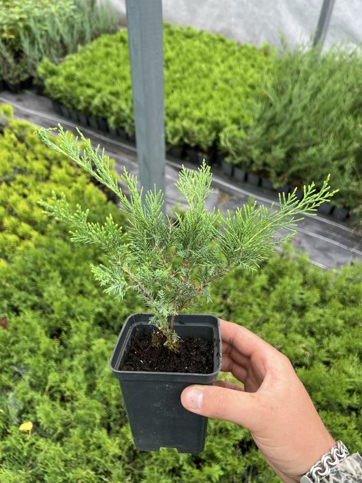 Ялинка,гортензія,туя смарагд,ялівець, кипарис, спірея, бересклет, тис