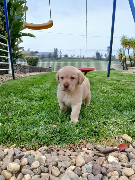 Labrador macho com Lop Ferreira do Zêzere • OLX.pt
