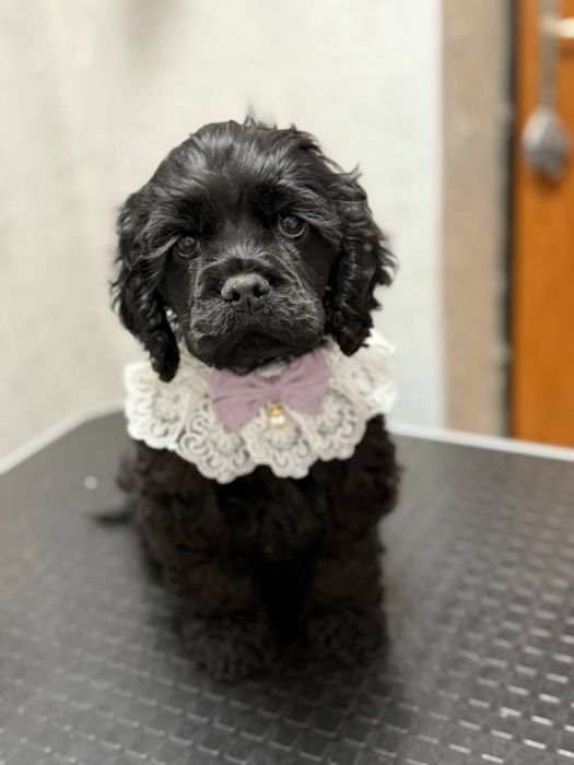 Американский спаниель