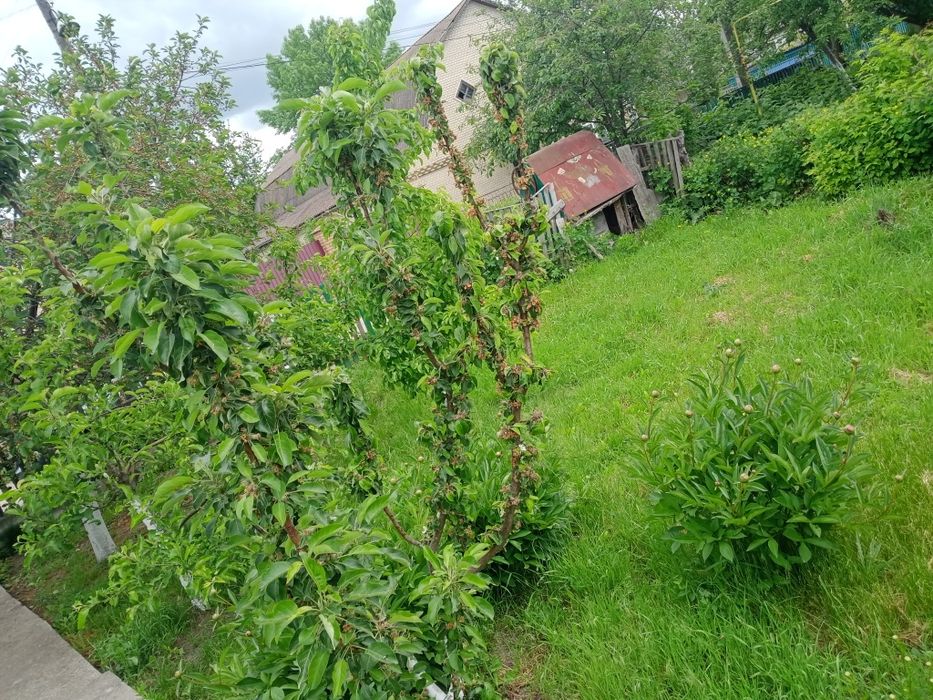 Продам будинок і земельну ділянку 26 сот