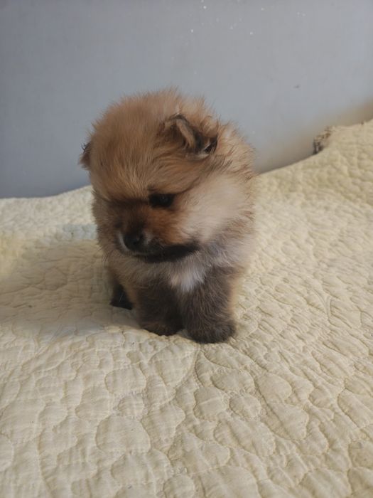 Szpic Miniaturowy piesek
