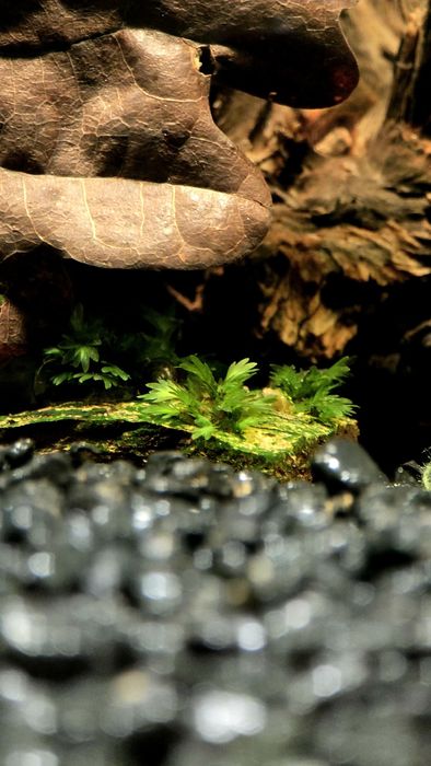 Fissidens sp .Miroshaki
