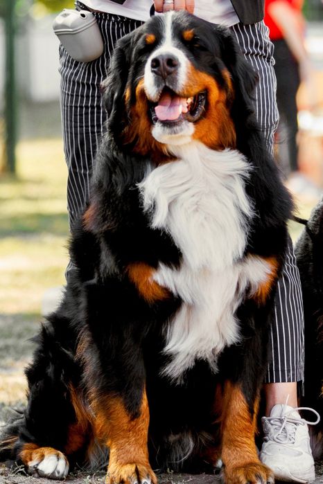 Племінний кобель бернського зенненхунда.