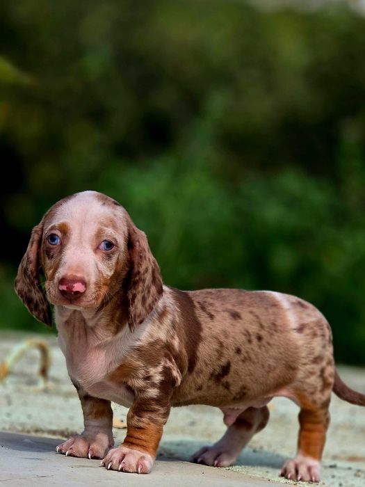 Teckel Miniatura macho Olhos Azuis