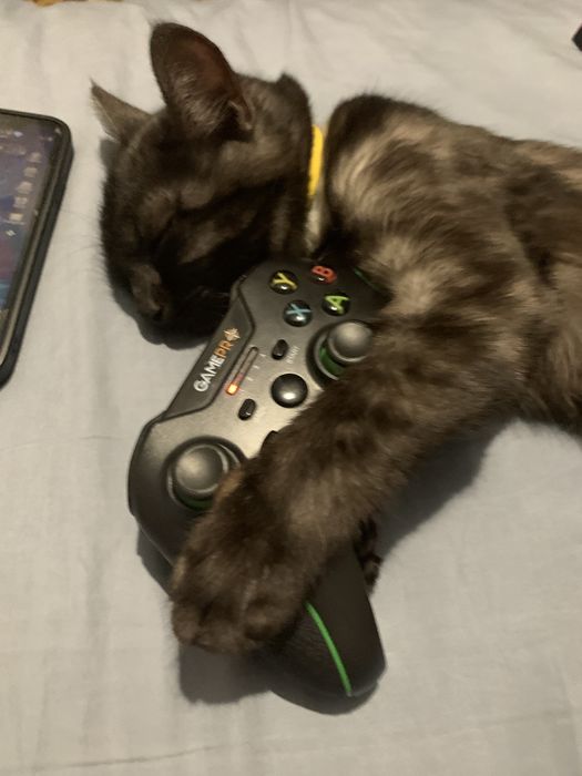 Віддмо котика