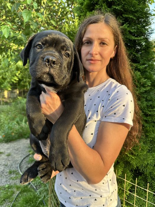 Чорний хлопчик Кане Корсо Мел 2міс – щеня з родоводом