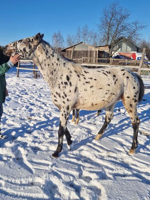 Ogier tarant 2 lata typ szlachetny