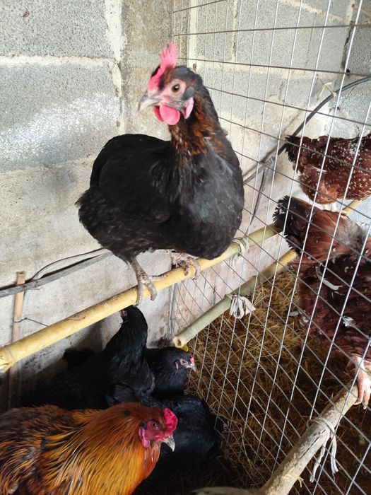 Ovos férteis Oliverejer