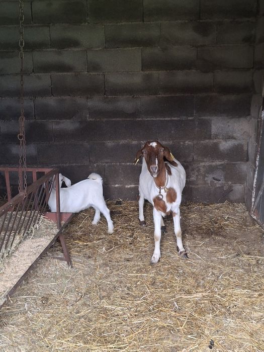 Cabra e Chibas Boer x Anglo Nubliano
