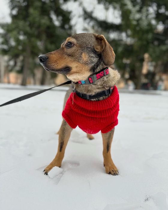 Лірік шукає родину