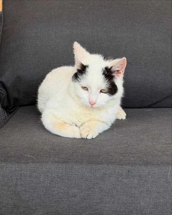 Сара, метис кіт, шукає дім | Центр адопції Зачин