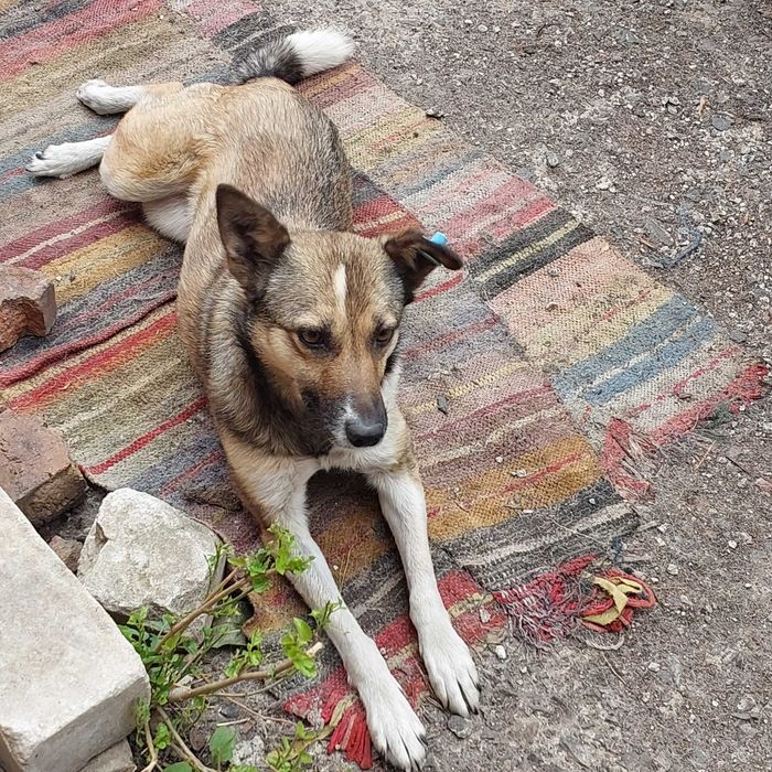 Собака Мая шукає нову родину