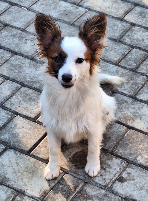 Жужа девочка папильон