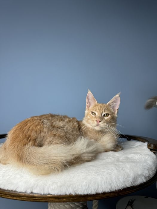 Ласковый лев мальчик мейн кун 3.5 месяца