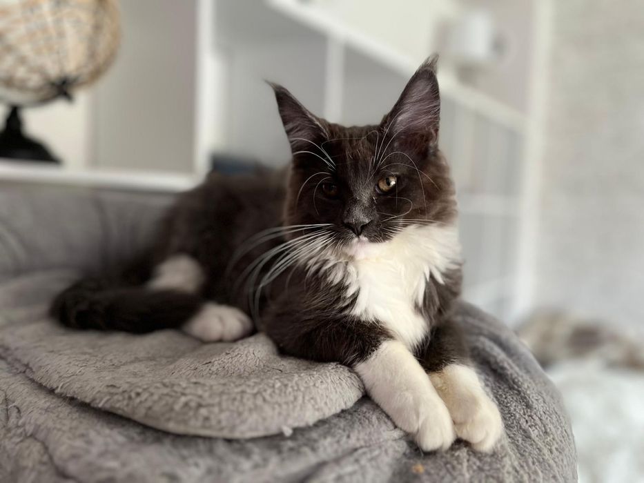 Maine Coon niebieski z białym