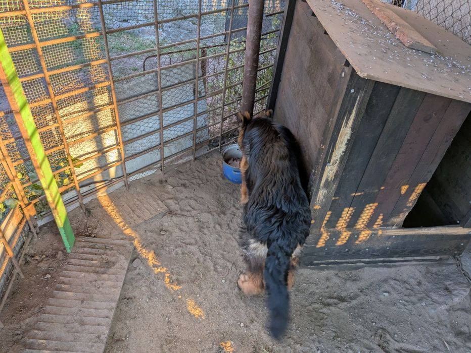 Owczarek niemiecki suka