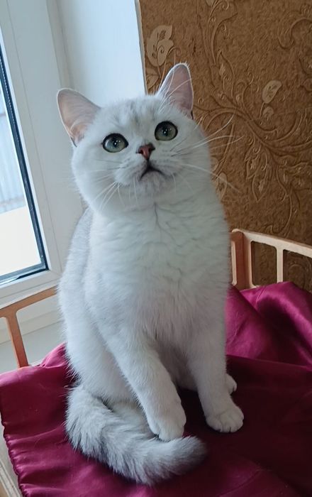 Шикарный мальчик серебристый шиншилла
