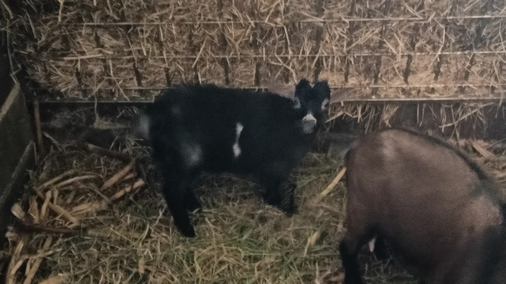 Casal de cabras anas