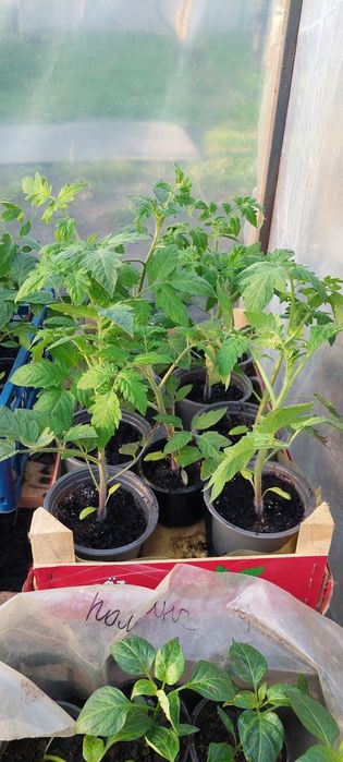 Продам розсаду на ранній врожай
